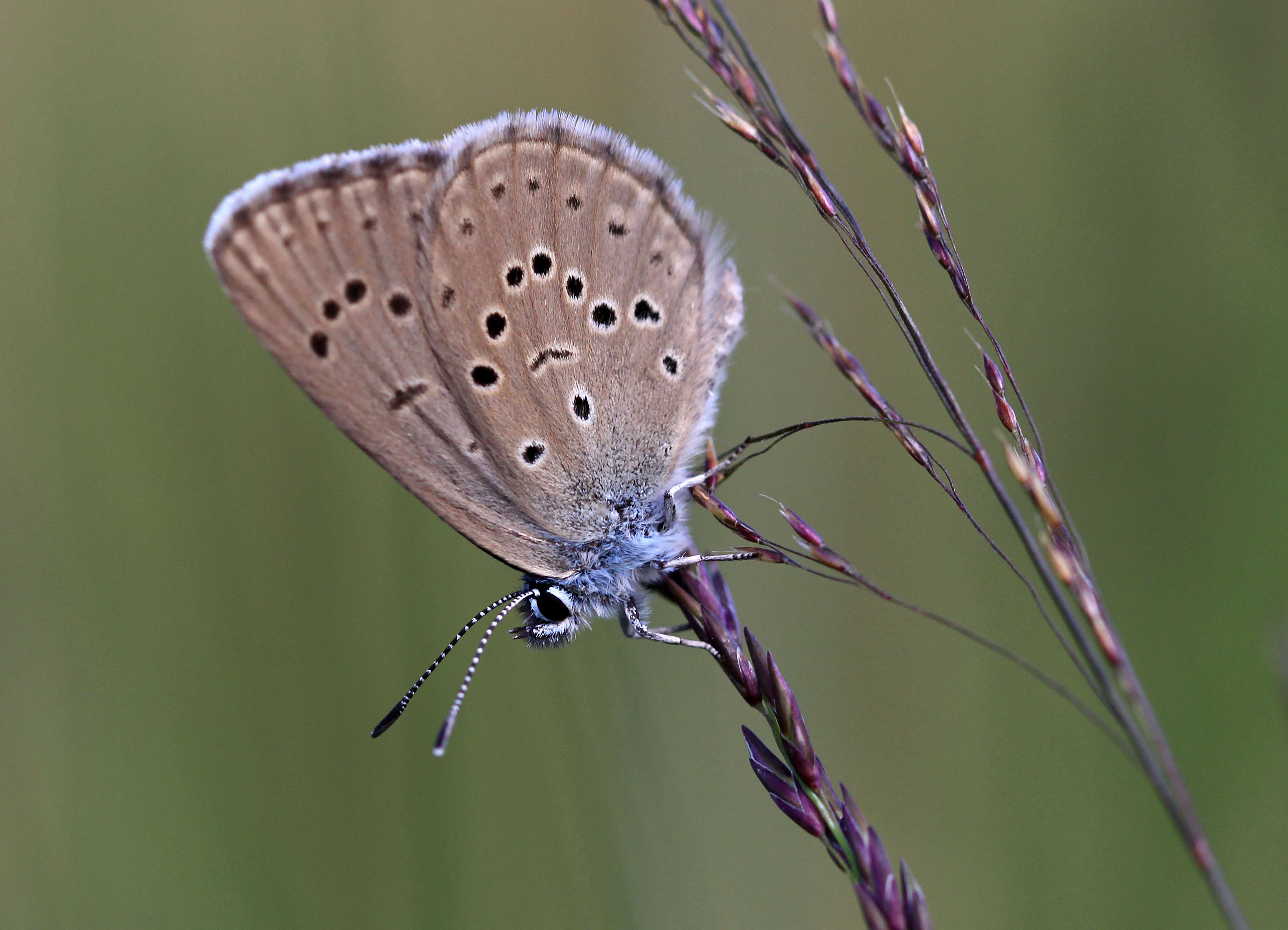 Crédit photo : INPN | L'azuré des mouillères est un hôte des tourbières et des landes humides. Il naît dans une  fleur et grandit dans une fourmilière.