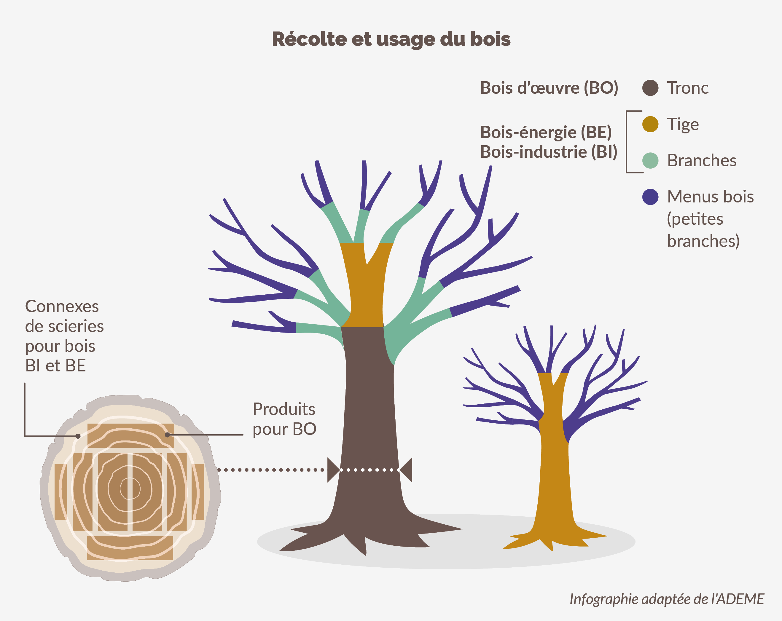 Récolte et usage du bois