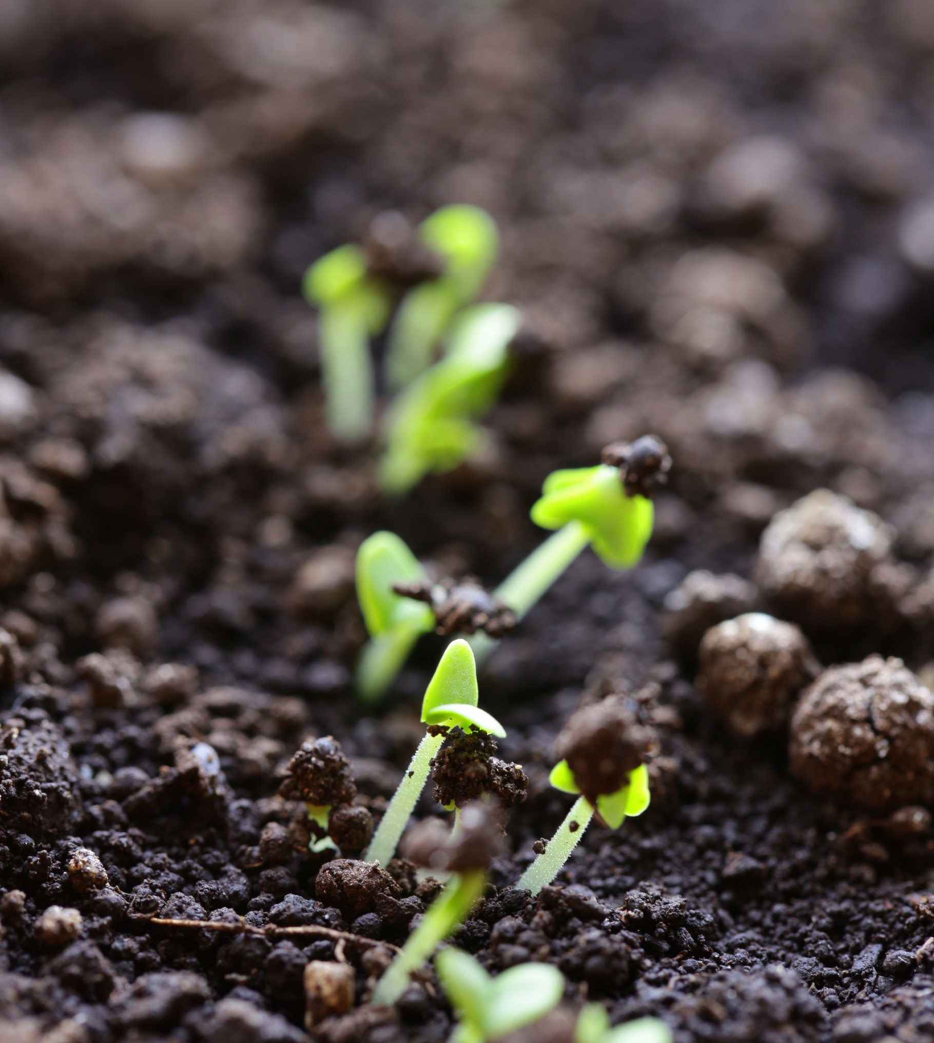 Photo de plantule dans un sol