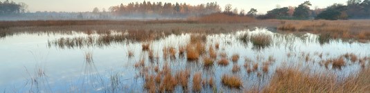 Photo de Zone humide