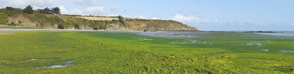 Marée verte à la plage de Bon Abri