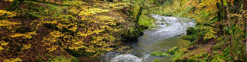 photo de Rivière forestière