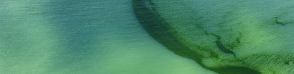 photo de Rideau d'algues vertes dans les eaux littorales, en baie de Douarnenez