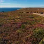 Photo Les landes de la pointe de Pen-Hir 
