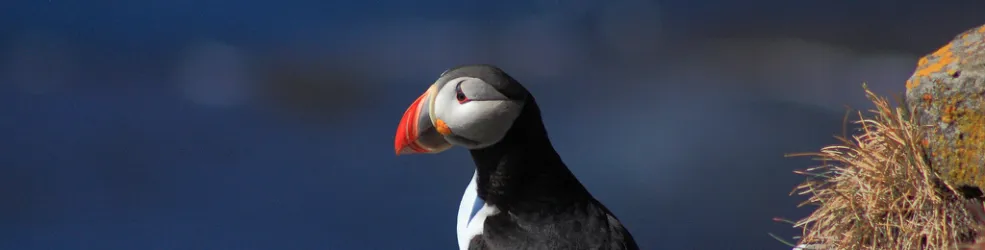 Photo macareux moine