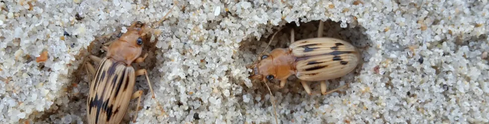 Photo Grandes nébries des sables