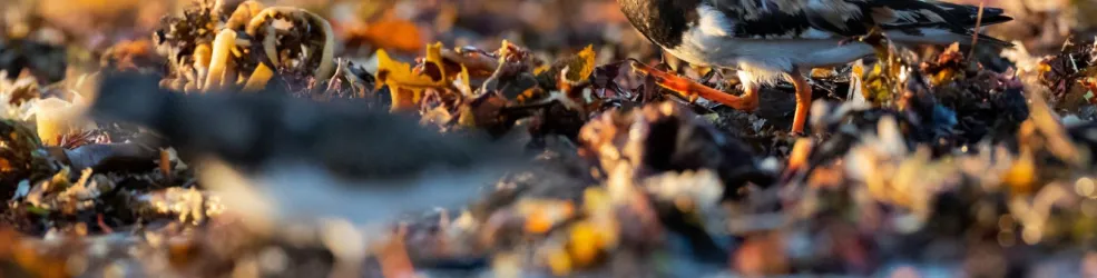 Photo Tournepierre à collier dans la laisse de mer