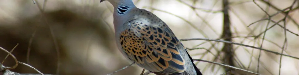 Photo tourterelle des bois