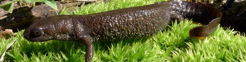 Photo Triton crêté