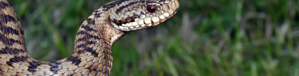 Photo Vipère péliade