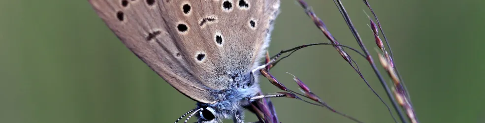 Photo Azuré des mouillères
