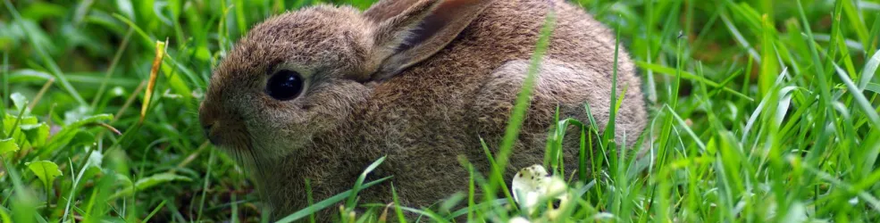 Photo lapin de garenne