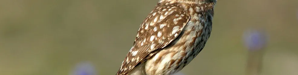 Photo Chevêche Athéna