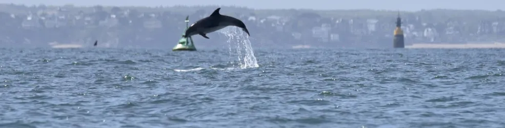 Photo dauphin dans la baie de Saint-Malo