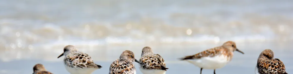 Photo bécasseaux