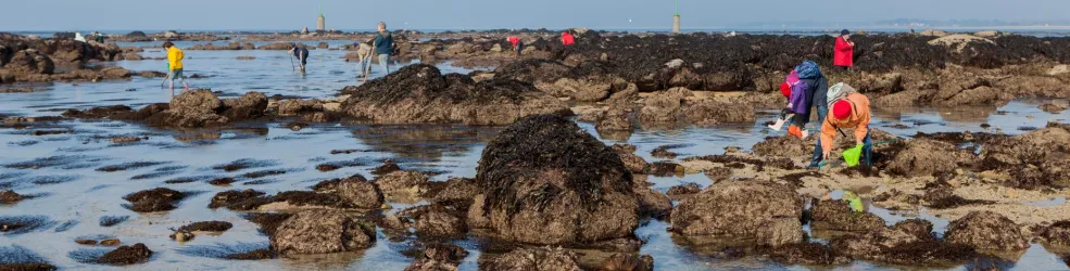 Photo Pêche à pied de coquillages et crustacés