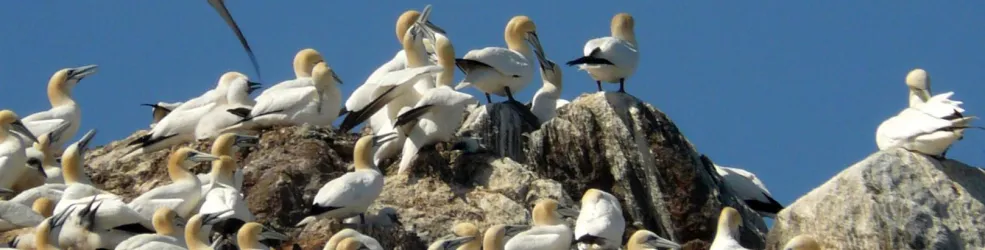 Photo oiseaux marins nicheurs