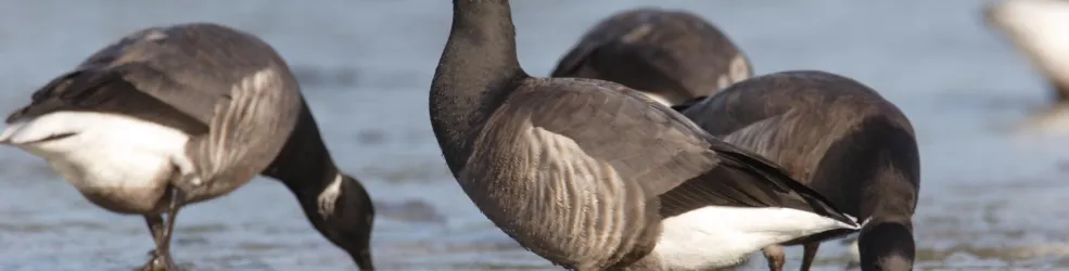 Photo bernache cravant