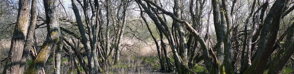 Photo Marais arrière-dunaire à Pénestin