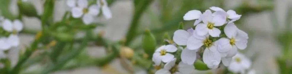 Photo Roquette de mer