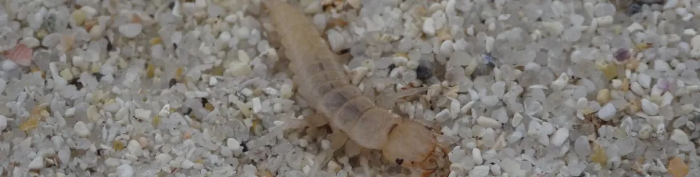 Photo Larve de grande nébrie des sables