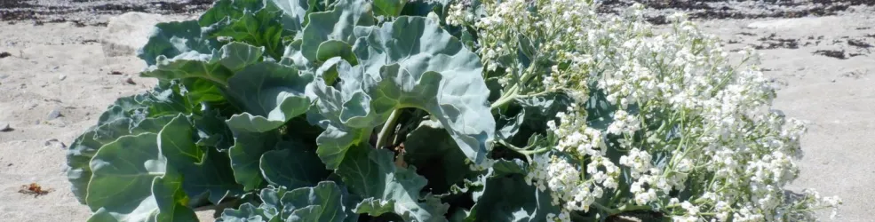 Photo Chou marin en fleur