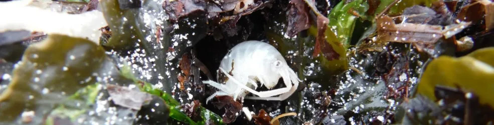 Photo Puce de mer dans les algues
