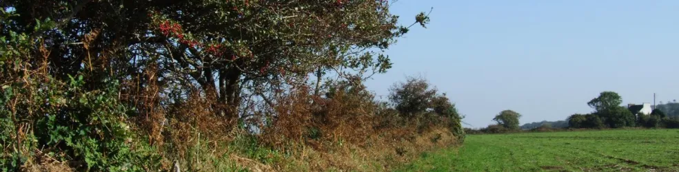 Photo Paysage cultivé avec talus 