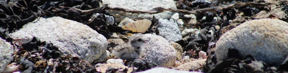 Photo Poussin de gravelot à collier interrompu