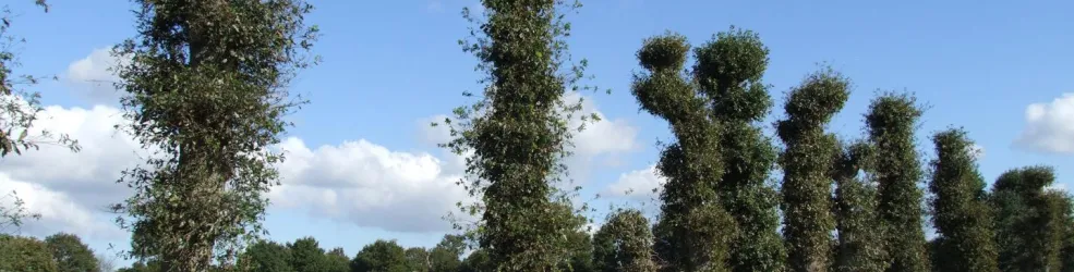 Photo Paysage cultivé à ragosses