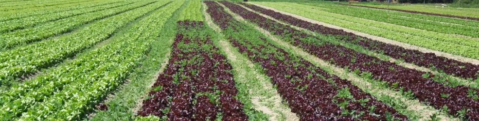 Photo Paysage de cultures légumières 