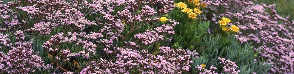 Photo Statice à feuilles ovales