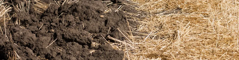 Photo matière organique dans le sol