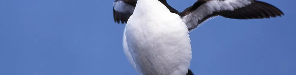 Photo pingouin Torda