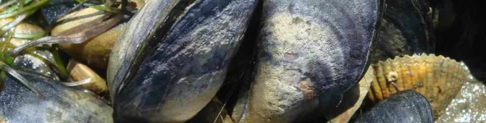 Moules