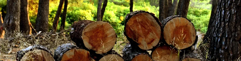 Photo Coupe de bois bûche