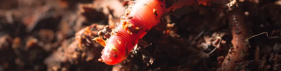 photo de ver de terre sortant du sol