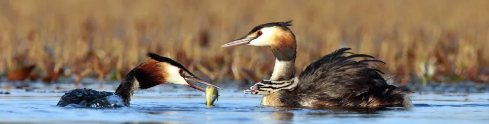 Photo Grèbes huppés