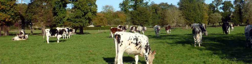 Photo Troupeau de vaches dans le bocage breton