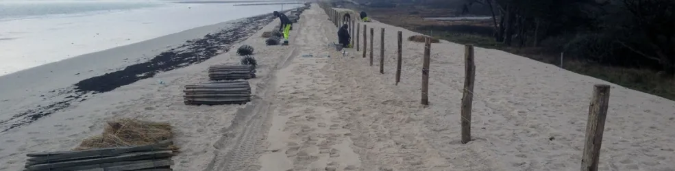 Photo plantation d'oyats et de ganivelles à Treffiagat