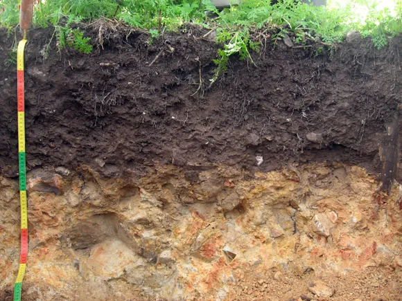 photo de profil de sol