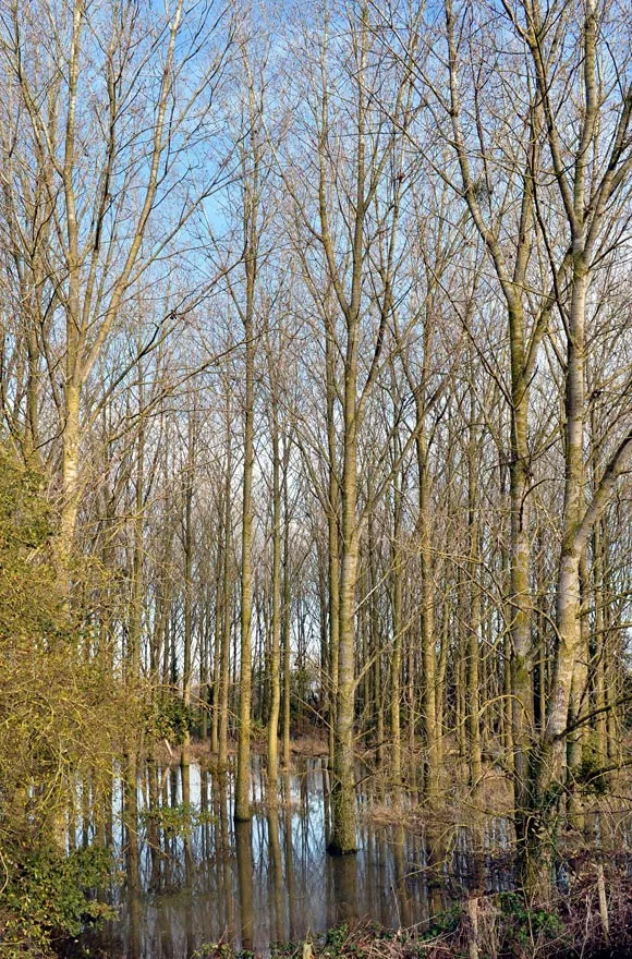 Photo Zone humide inondée pendant une crue
