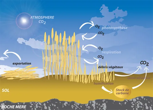 Schéma le cycle du carbone
