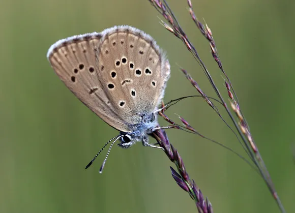 Photo Azuré des mouillères