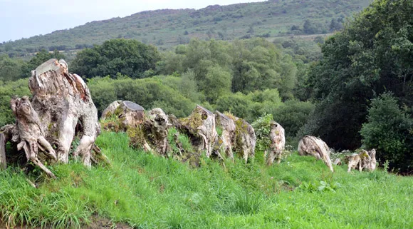 photo de bocage arrasé