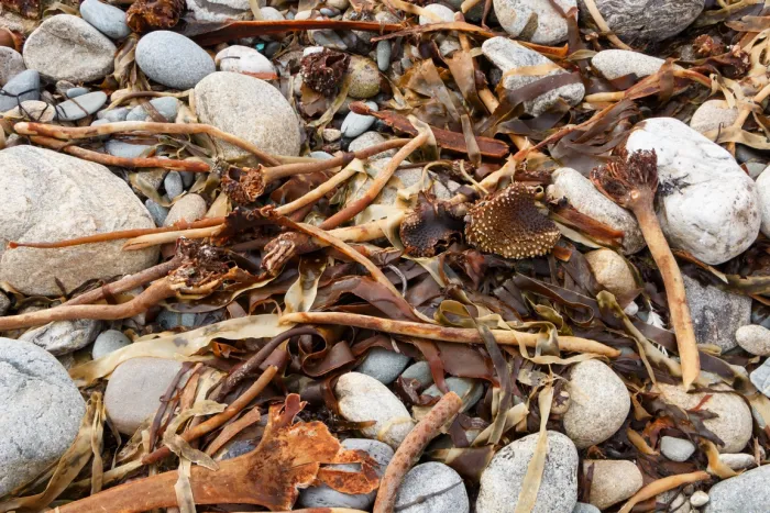 Photo algues sur une plage de galets bretonne