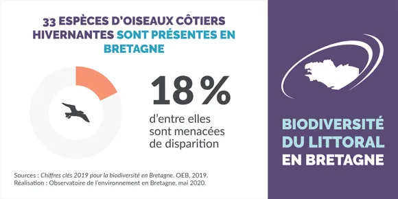 Infographie Les oiseaux côtiers hivernants
