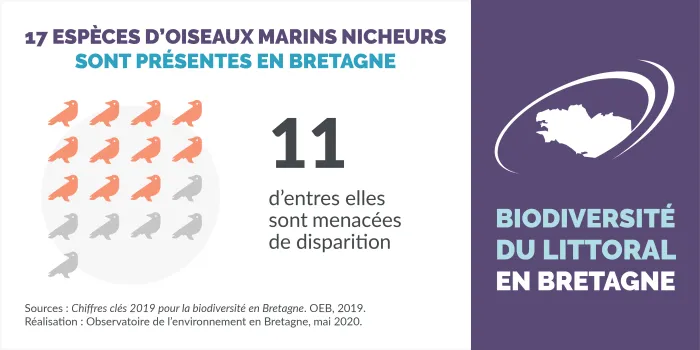 Infographie Les oiseaux marins nicheurs
