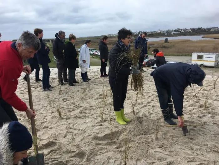 Photo Chantier participatif de plantation d'oyats à Treffiagat