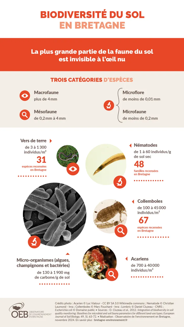 Infographie Biodiversité du sol en Bretagne